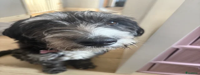 Smudge