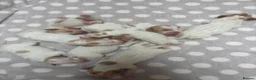 Pointer dogs for sale: Pointer pups | Working & Champion Bloodlines  - Advert 4