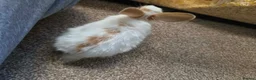 Netherland Dwarf rabbits for sale: Neverland dwarf mix  in Willenhall - Advert 7