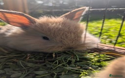 Mixed Breed rabbits for sale: Beautiful lion lop cross bunnies - Image 5