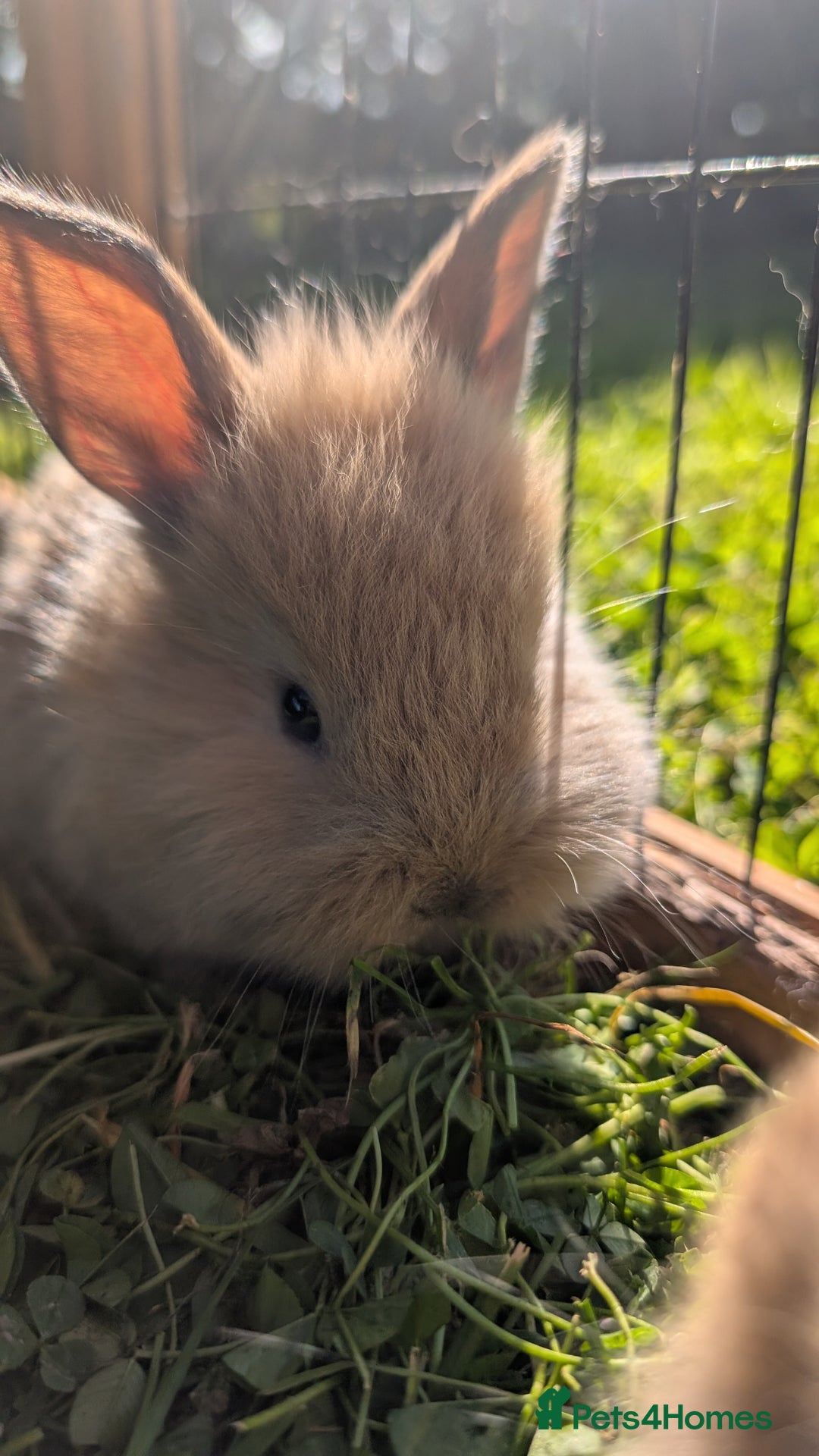 Mixed Breed rabbits for sale: Beautiful lion lop cross bunnies - Image 5