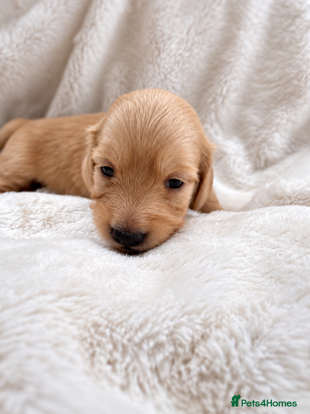 Miniature Dachshund dogs Premium quality Minature Daschunds | DNA Tested  - Advert 2