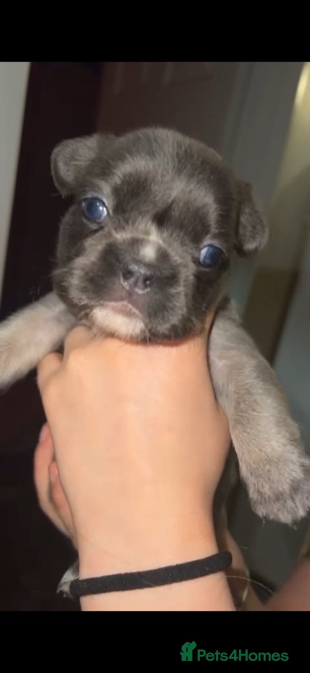 French Bulldog dogs for sale: French bulldog  - Image 31
