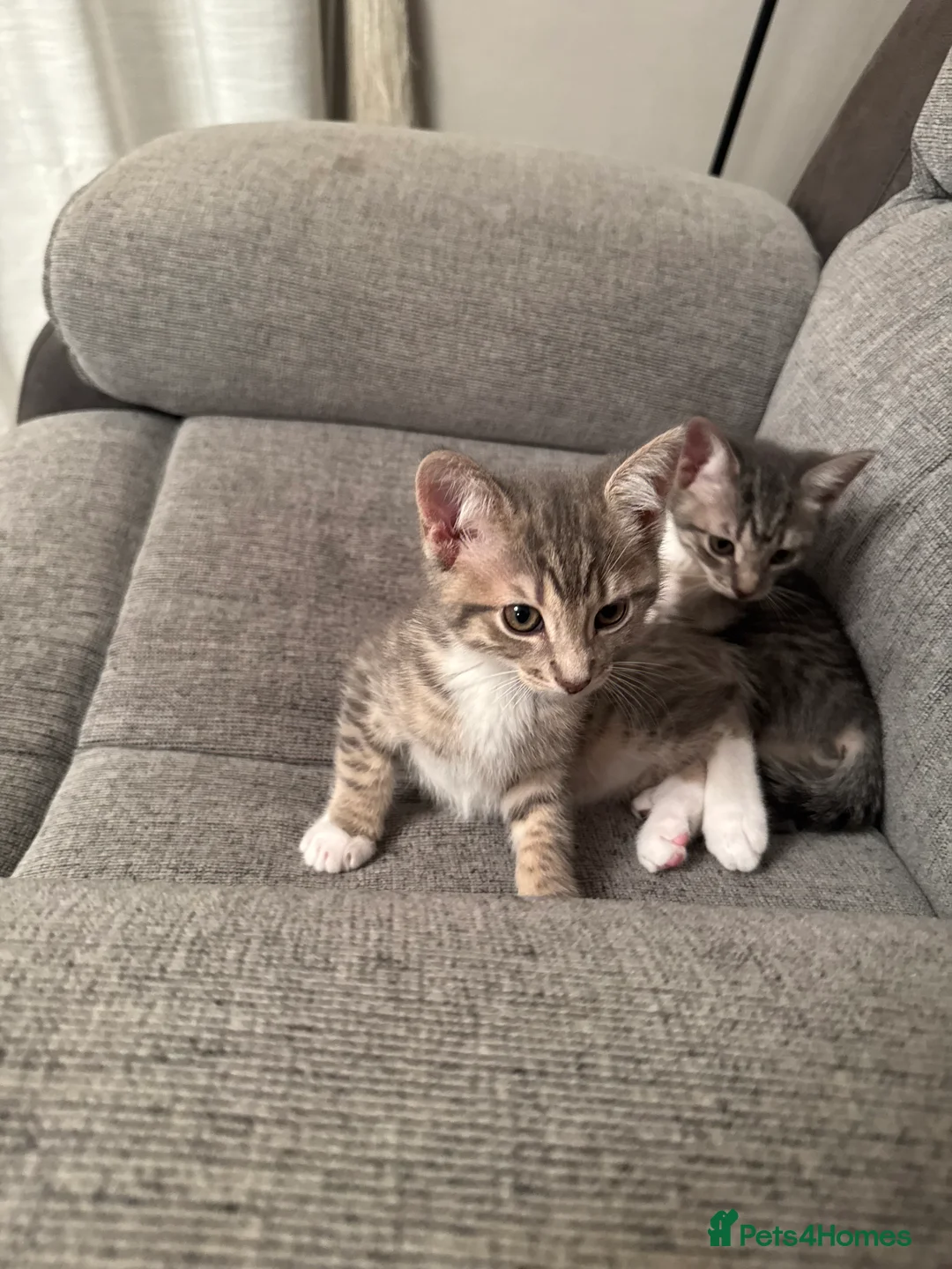 Mixed Breed cats for sale: Beautiful Kittens Ready for Their Forever Homes - Advert 8