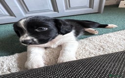 Sprollie dogs for sale: 3 beautiful sprollie pups - Image 16