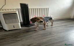 Beagle dogs for sale: Charlie Beagle - Image 3