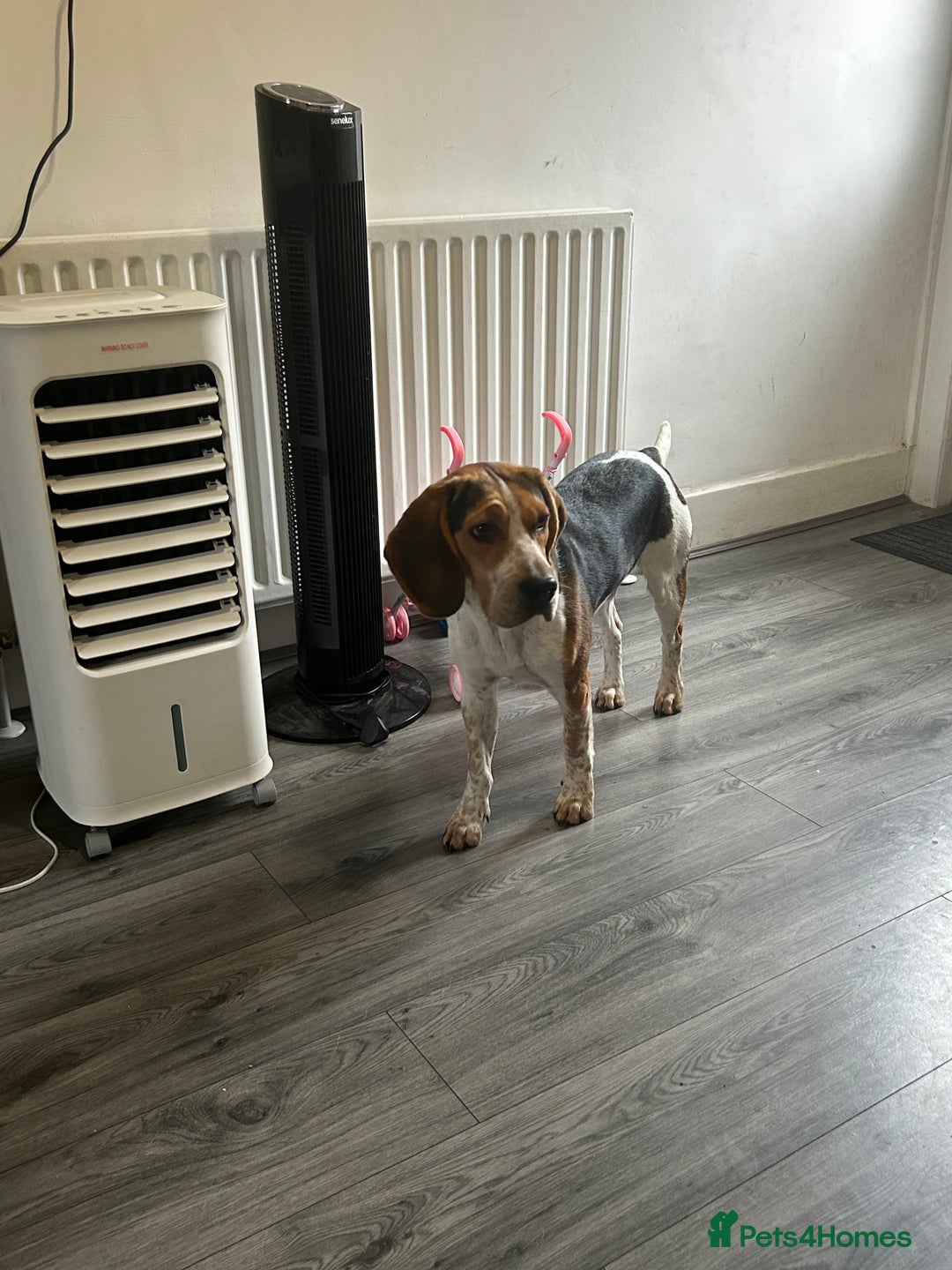 Beagle dogs for sale: Charlie Beagle - Image 3