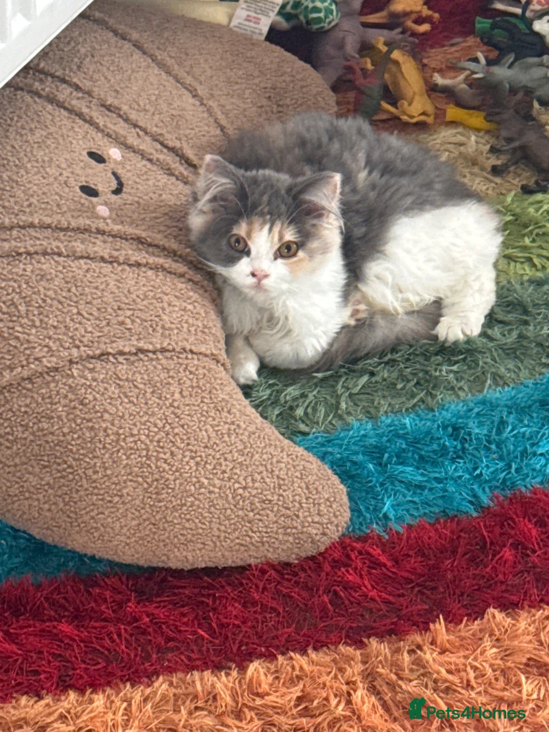 British Longhair cats for sale: Beautiful British longhair  - Advert 2