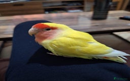 Conures birds for sale: Conure and Lovebird for Sale  - Image 5