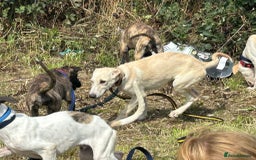 Mixed Breed dogs for adoption: Meatball - Norwich Norfolk  - Image 14
