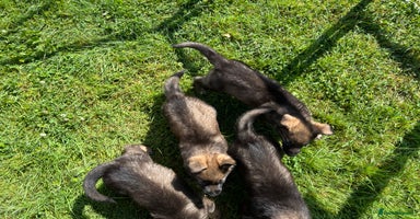 German Shepherd dogs - Advert 3