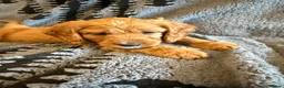 Cavapoochon dogs for sale: Last one - Mr Green looking for his forever family - Advert 1