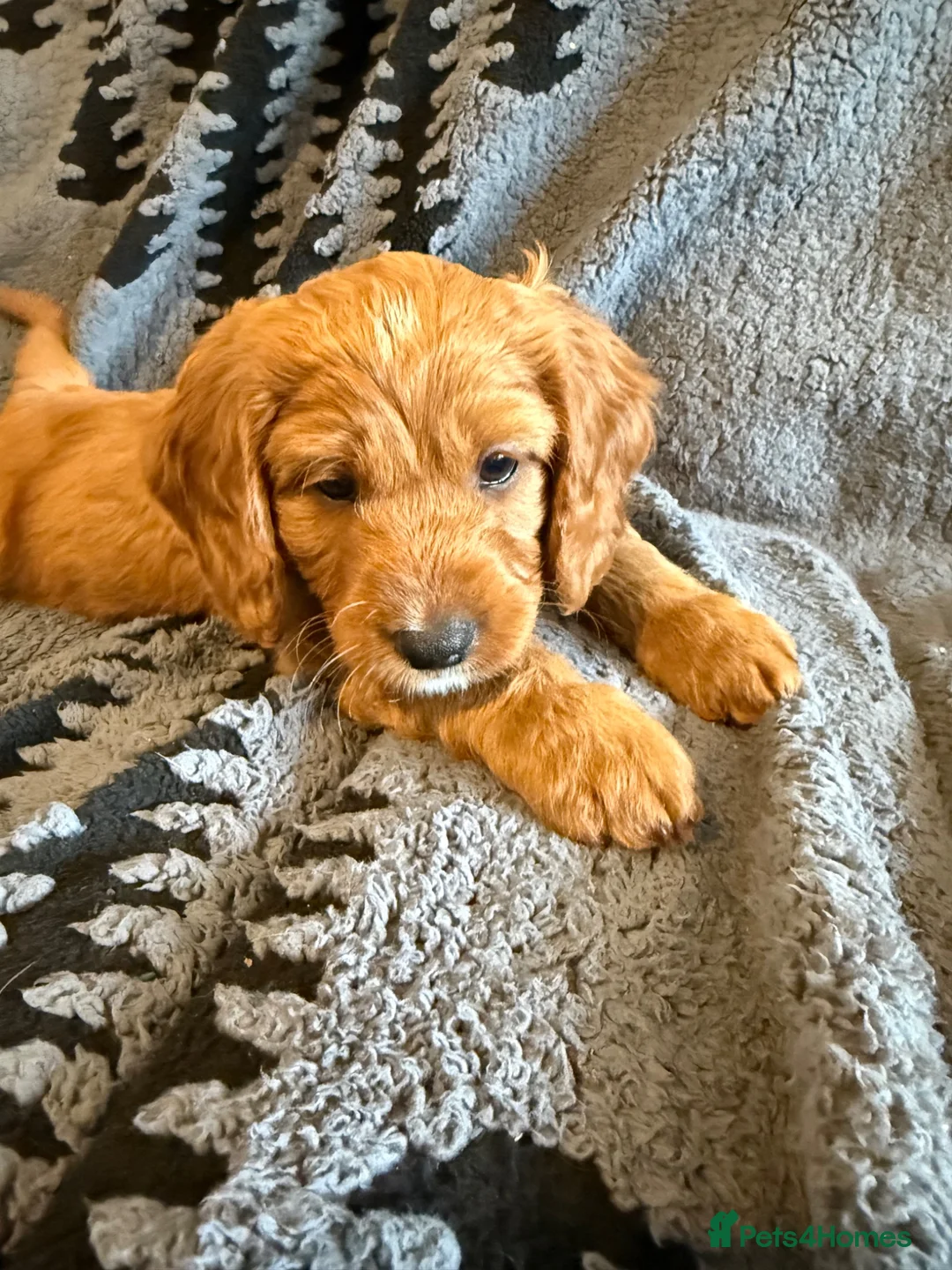 Cavapoochon dogs for sale: Last one - Mr Green looking for his forever family - Advert 1