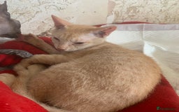 Sphynx cats for sale: Nice Sphinx kitten  - Image 1