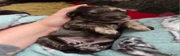 Cockapoo dogs for sale: Multigen Chocolate Merle Cockapoo Puppies - Advert 16