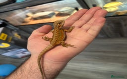 Bearded Dragon reptiles for sale: 60 Baby bearded dragons - Image 9