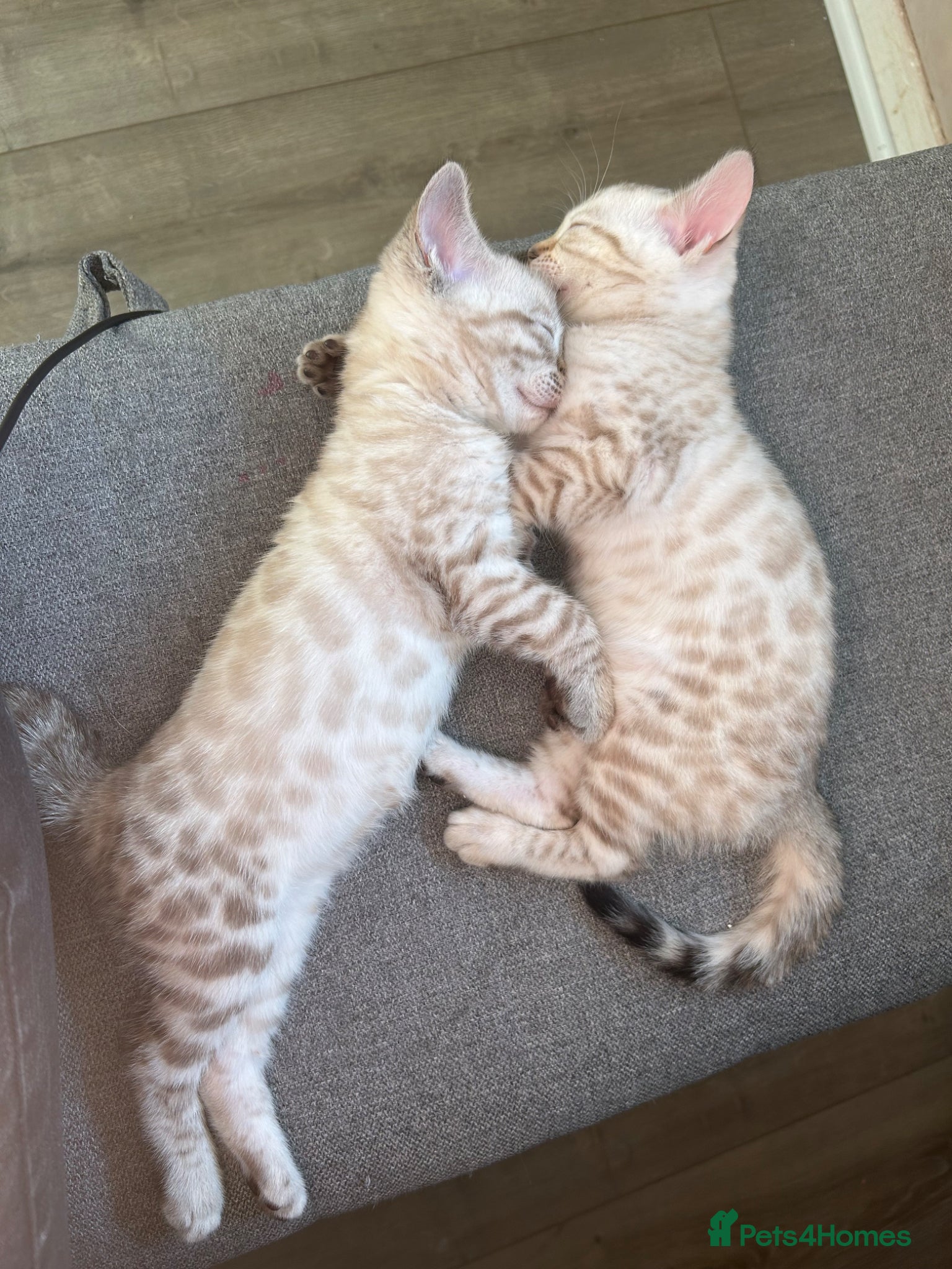 Bengal cats for sale: Snow bengal pure breed kittens  - Advert 1