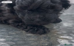 Bolognese dogs for sale: Tsetvanya Bolonka - Image 3