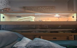 Bearded Dragon reptiles for sale: Bearded Dragon and Royal Python - Image 3