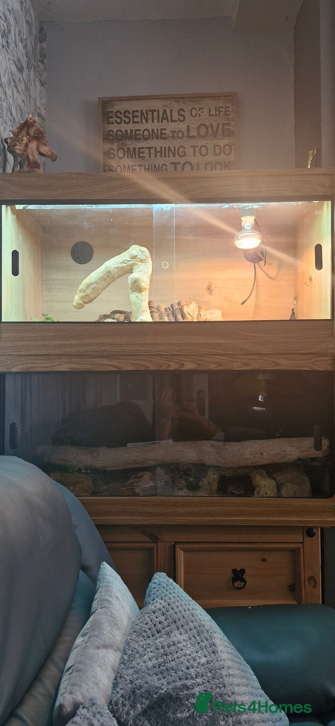 Bearded Dragon reptiles for sale: Bearded Dragon and Royal Python - Image 3