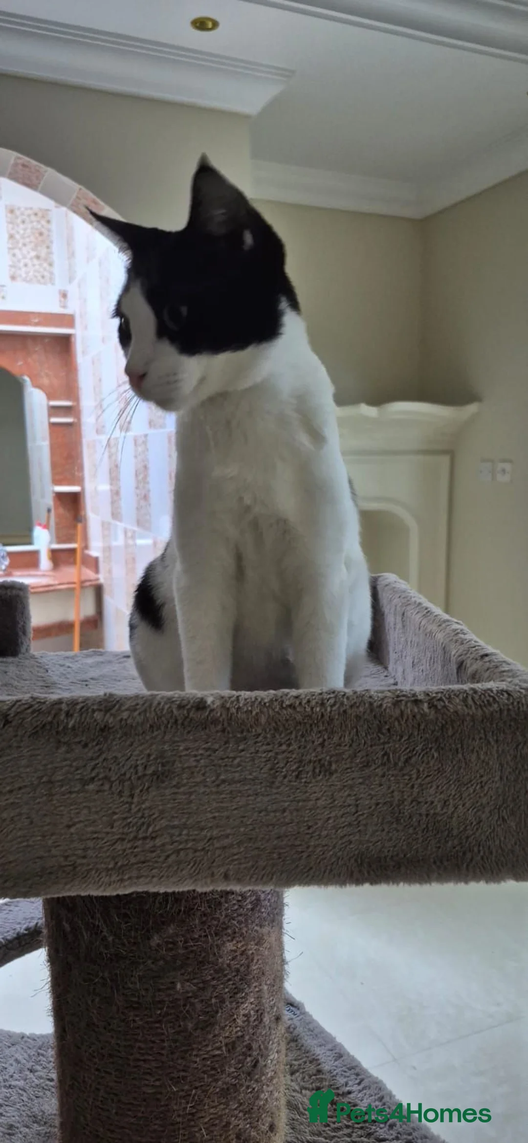 Arabian Mau cats for adoption: Cowboy Alex  - Advert 2