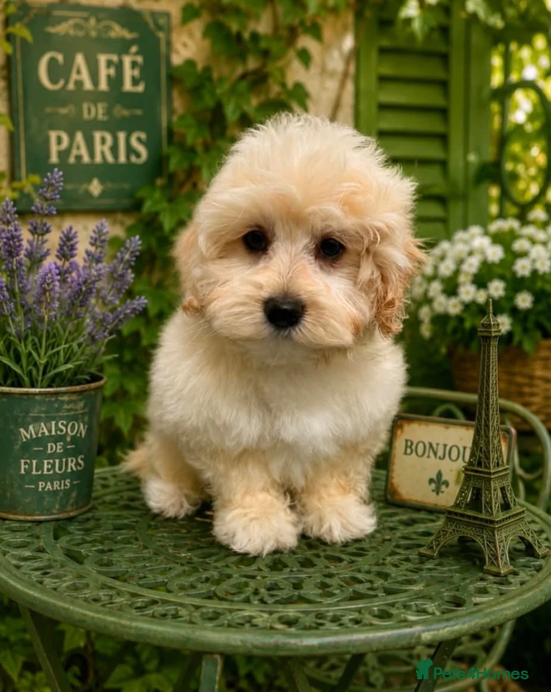 Maltipoo dogs for sale: Maltipoo puppies exceptional quality  - Advert 16