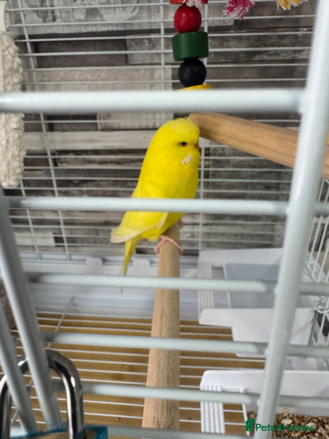 Budgerigars birds for sale: Budgie  - Image 2