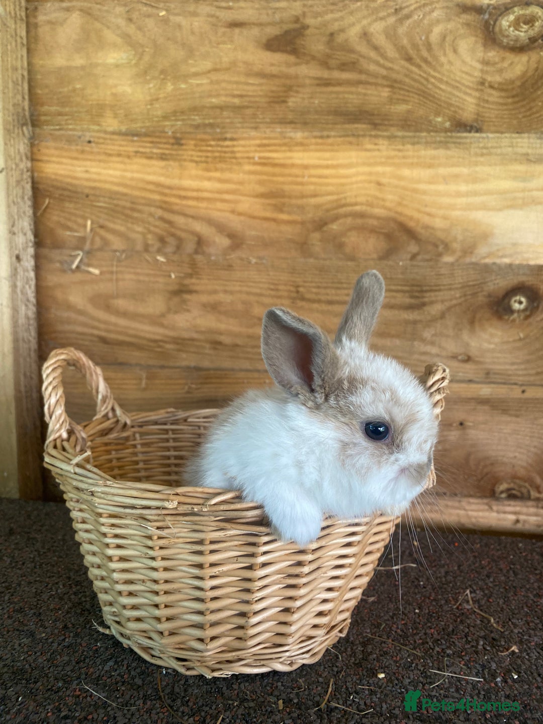 English Spot rabbits for sale: 🐰LAST BOYS🐰must go❗️gorgeous lop x English spot - Advert 3