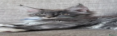 Maine Coon 1