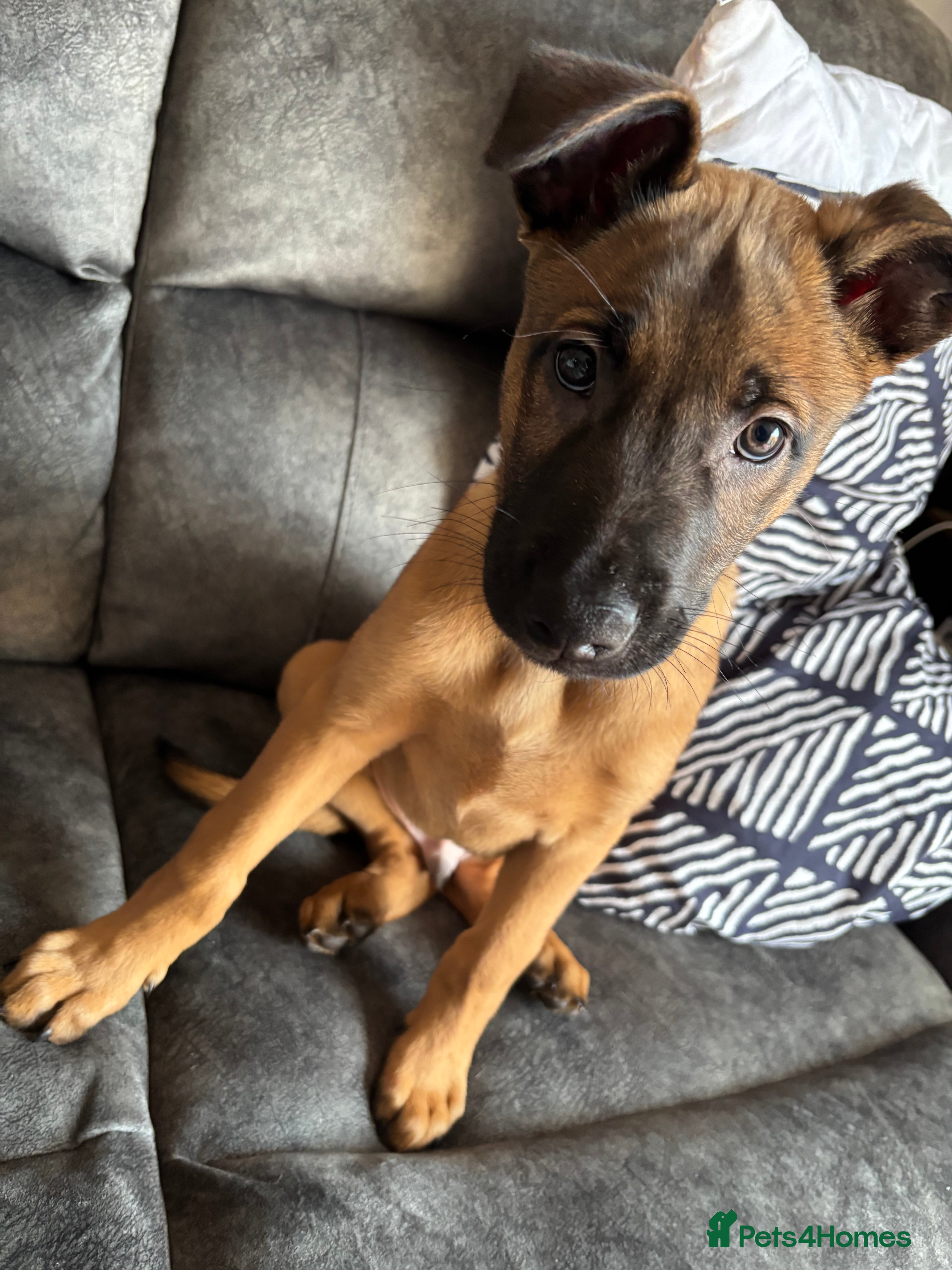 Belgian Shepherd Dog dogs Mallinois x Bullyhound Male - Advert 1