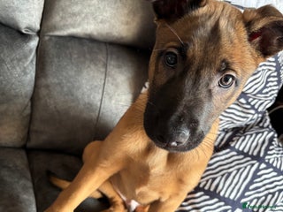 Belgian Shepherd Dog dogs Mallinois x Bullyhound Male - Advert 1