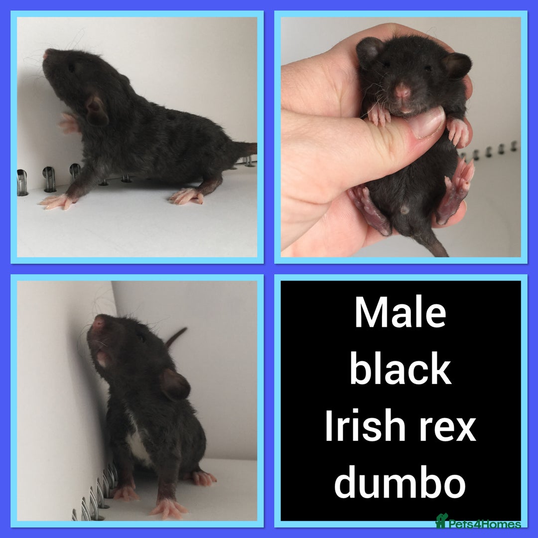 Rat rodents for sale: Adorable Dumbo Baby Rats ❤️ - Image 36