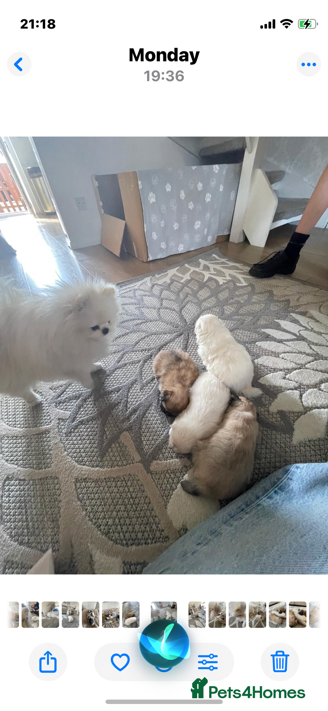 Pomeranian dogs for sale: XS Pomeranian - Image 12