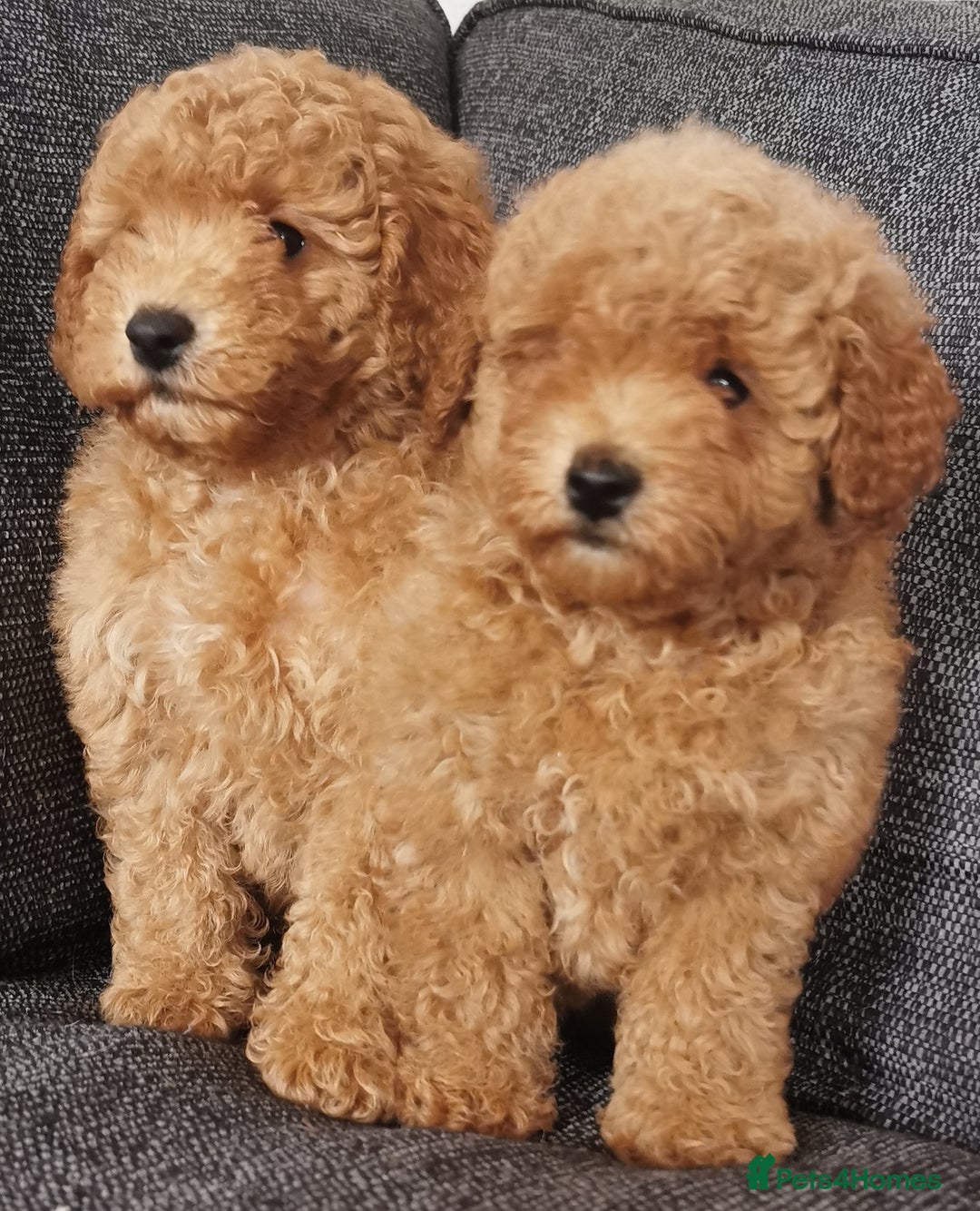 Toy Poodle dogs for sale: Fabulous KC health tested toy poodles  - Image 1