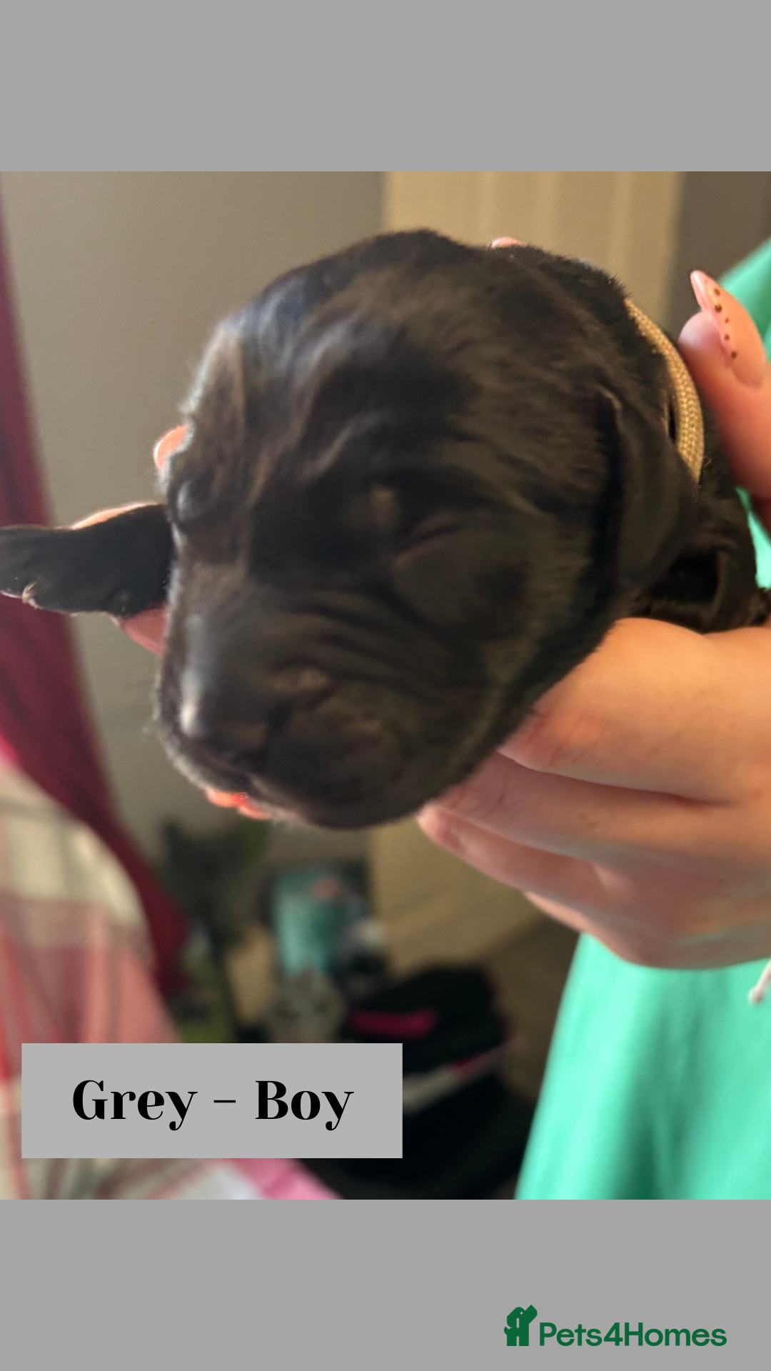 Goldador dogs for sale: Goldador puppies - Image 12