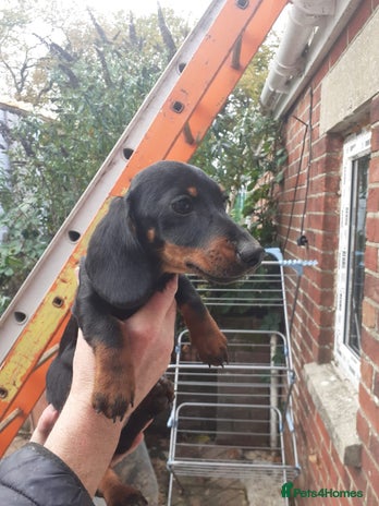 Miniature Dachshund dogs - Advert 1