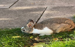 Himalayan rabbits for sale: Rabbit  - Image 4