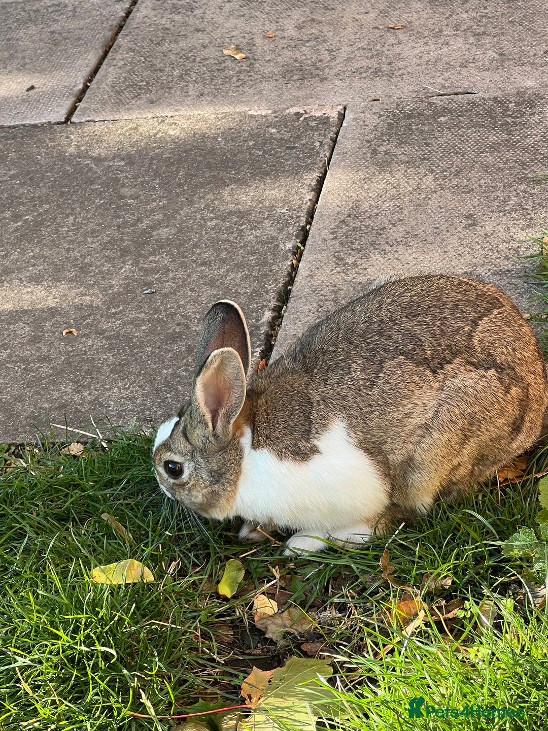 Himalayan rabbits for sale: Rabbit  - Image 4