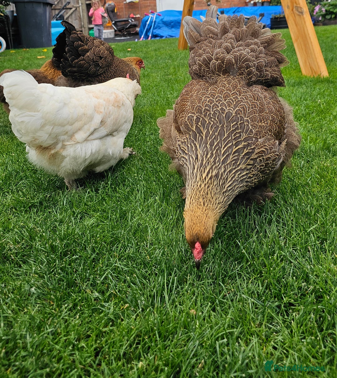 Hens poultry for sale: Egg Laying 7 Hens - Image 3