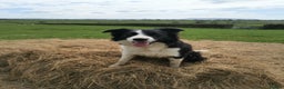 Border Collie dogs for stud: STUD Black and White Border Collie Boy  in Bingley - Advert 4