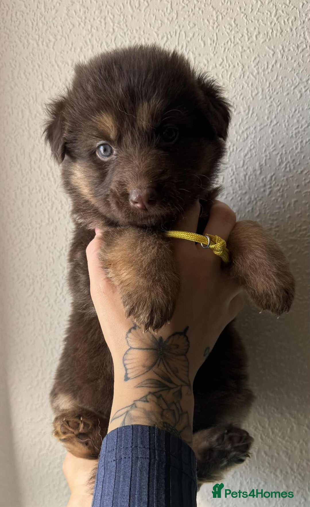 German Shepherd dogs for sale: Beautiful straight back German Shepherds  - Image 19
