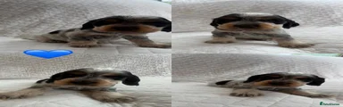 Cocker Spaniel 3
