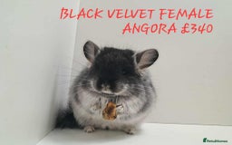 Chinchilla rodents for sale: STUNNING BABIES CHINCHILLA MIX COLOURS AND GENDER  - Image 18