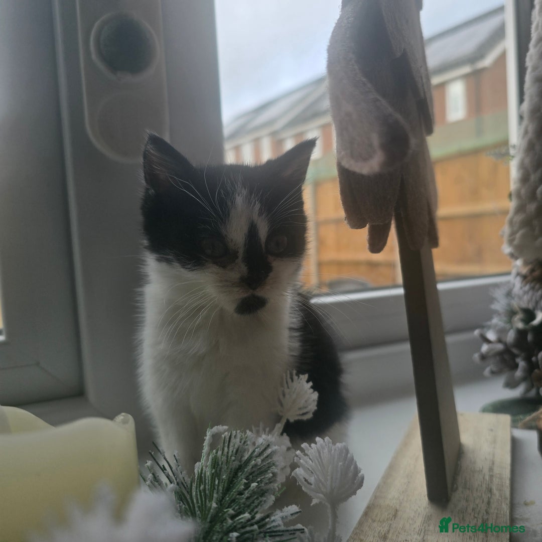 Mixed Breed cats for sale: Gorgeous little kitten (female) - Advert 6