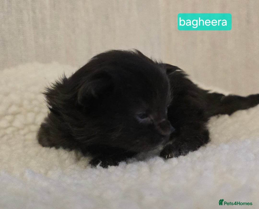 Maine Coon cats for sale: Maine Coon Kittens Smokes Large Russian Lines - Image 20