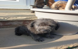 Mixed Breed dogs for sale: Border Terrier x miniature Poodle  - Image 23
