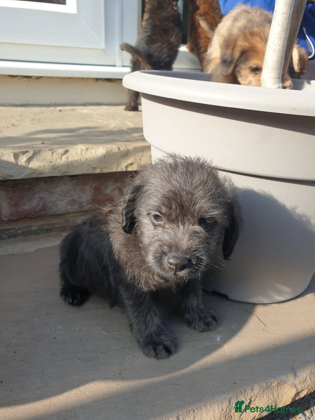 Mixed Breed dogs for sale: Border Terrier x miniature Poodle  - Image 23