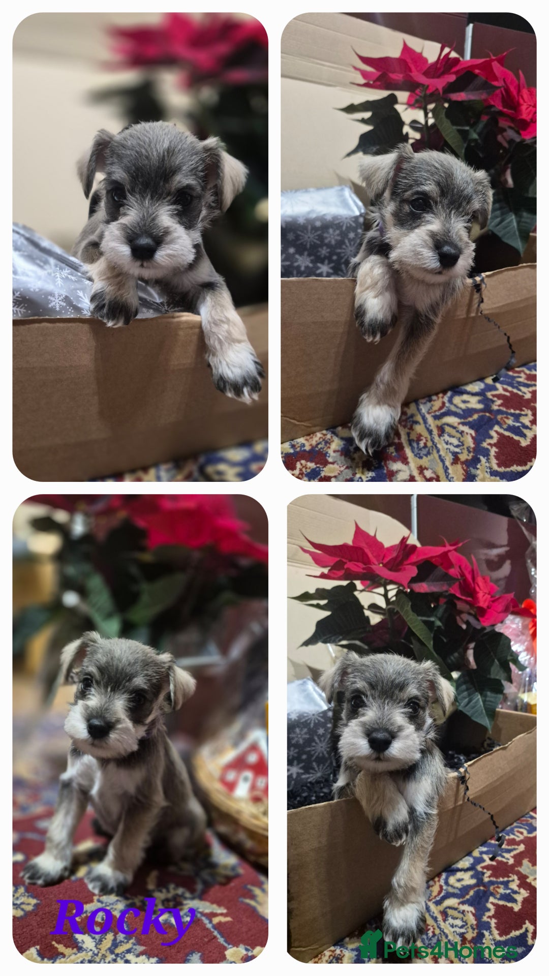 Miniature Schnauzer dogs for sale: 🩷🩷🩷🩵🩵Miniature schnauzers 1st Vac✓BVA✓KC reg✓ - Advert 10
