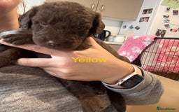 Labradoodle dogs for sale: Stunning Labradoodle Puppies  - Advert 4