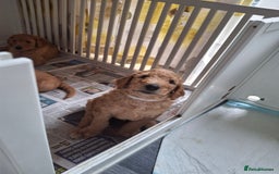 Standard Poodle dogs for sale: Standard poodle male pup apricot  - Image 16